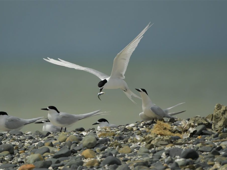 White fronted tern with a catch in it's beak.