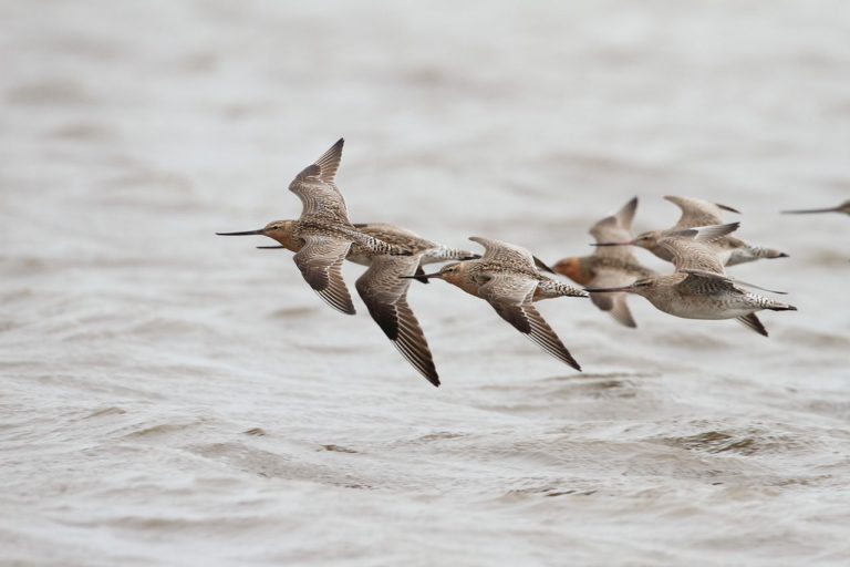 A group of flying birds.