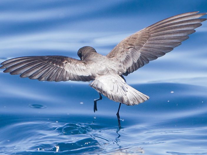 A grey-backed storm petrel taking off from the water