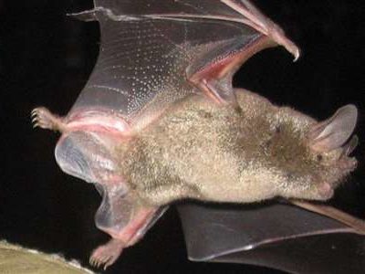 A bat in flight in the night
