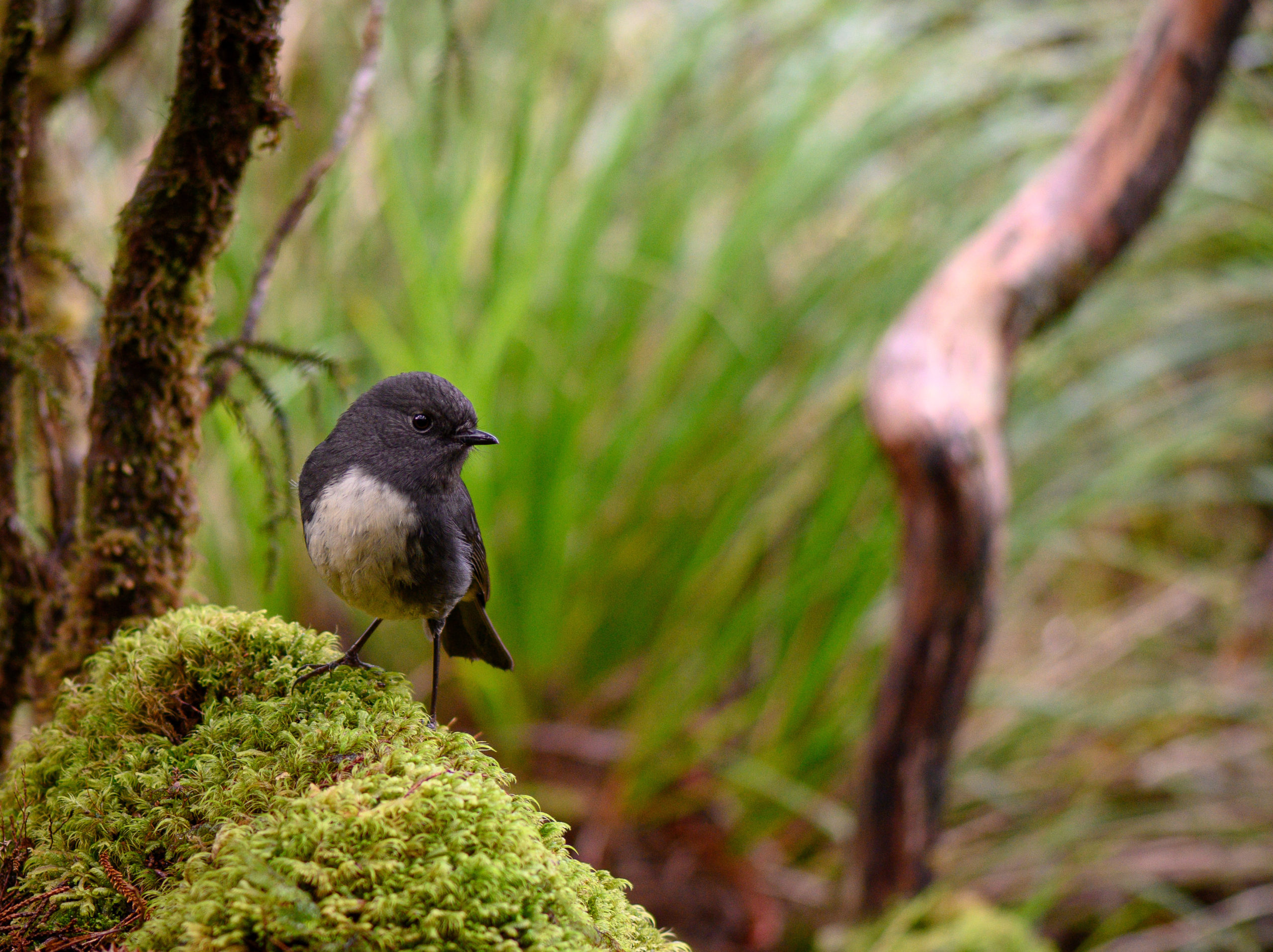 A South Island Robin on a mossy branch in Dusky Sound