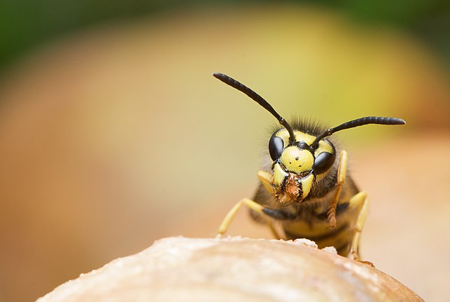 A close up of the face of a wasp