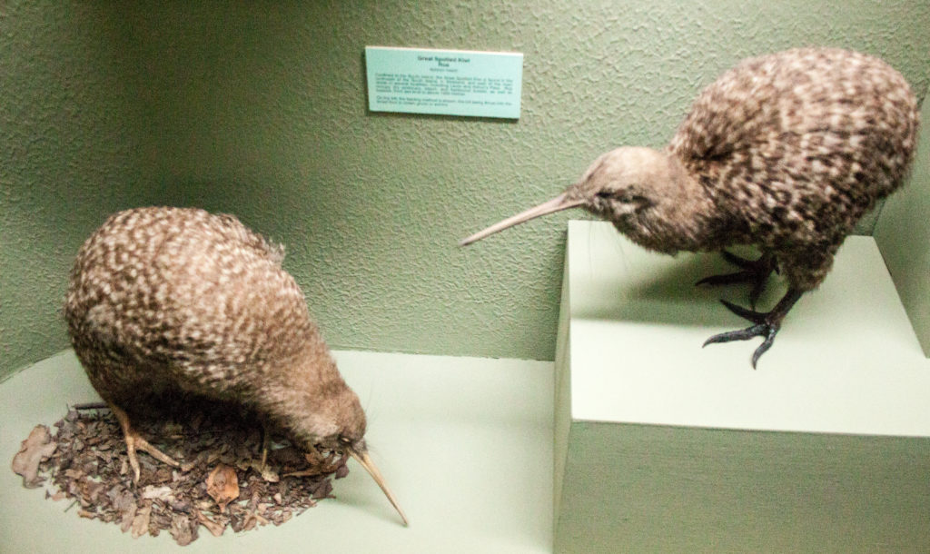 Kiwi in a museum display