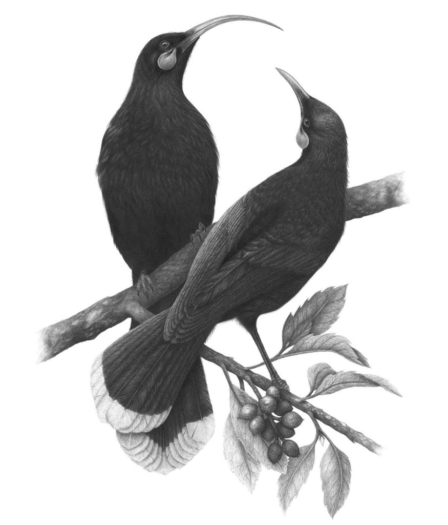 A drawing of the pair of huia