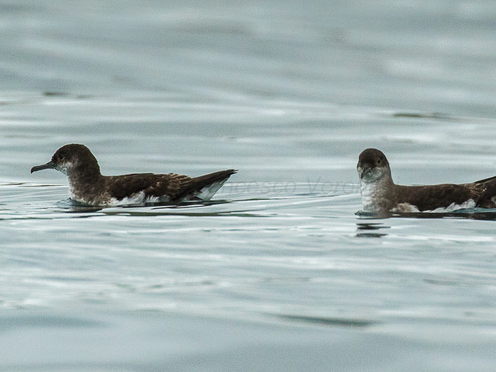 Two Hutton's shearwater on the ocean