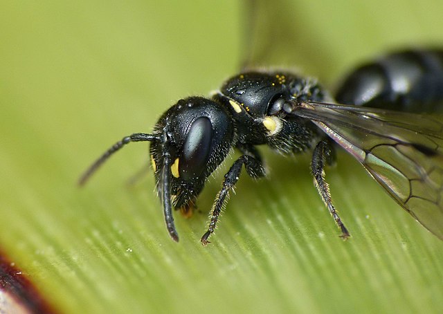 Close up of the Hylaeus relegatus bee