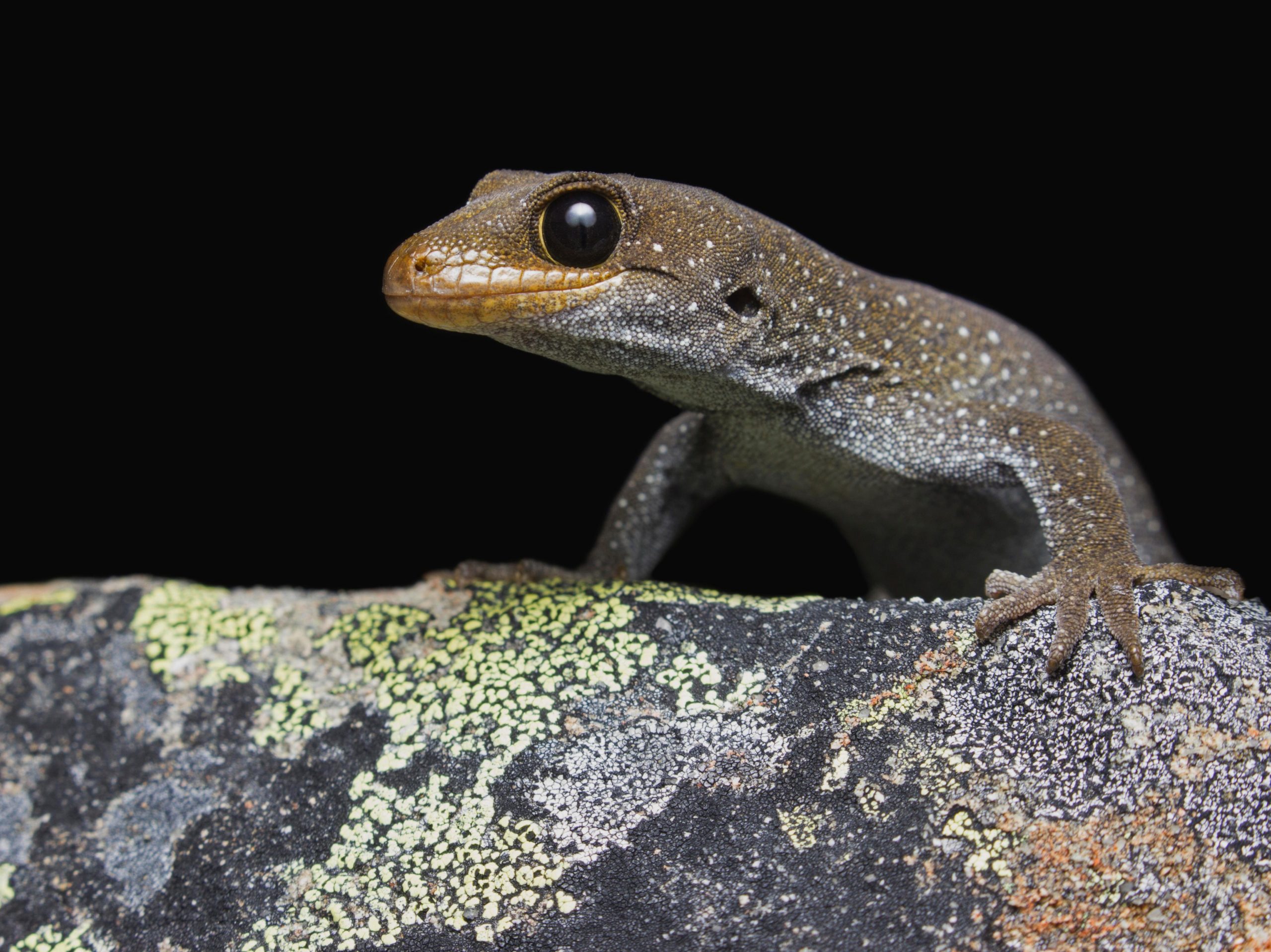 A gecko on a rock
