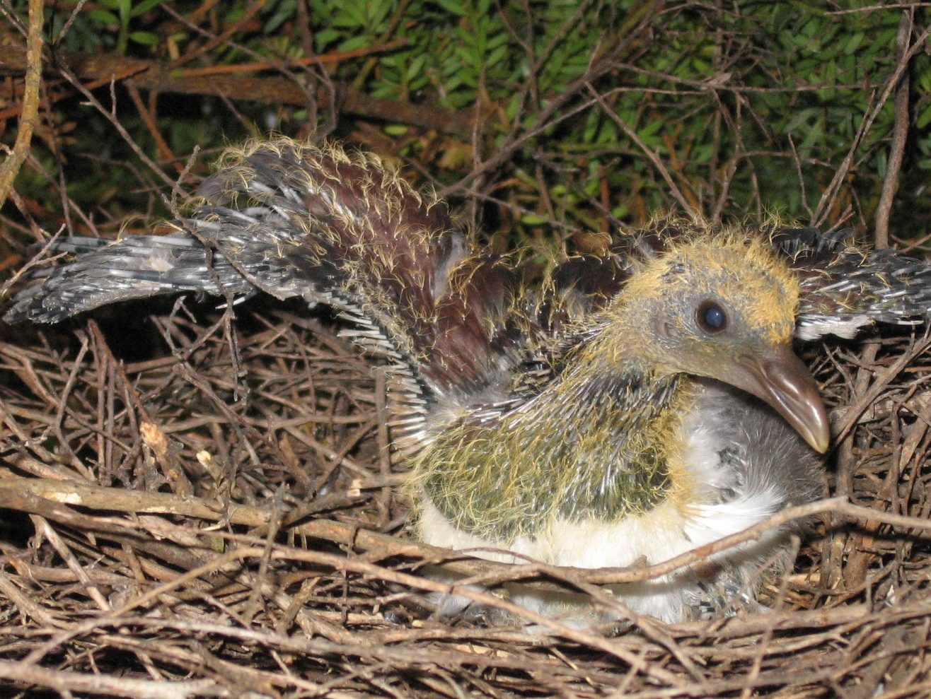 A newly hatched Kereru chick