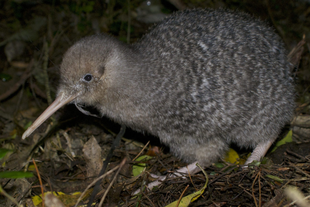 Little spotted kiwi may be hybrid kiwi 