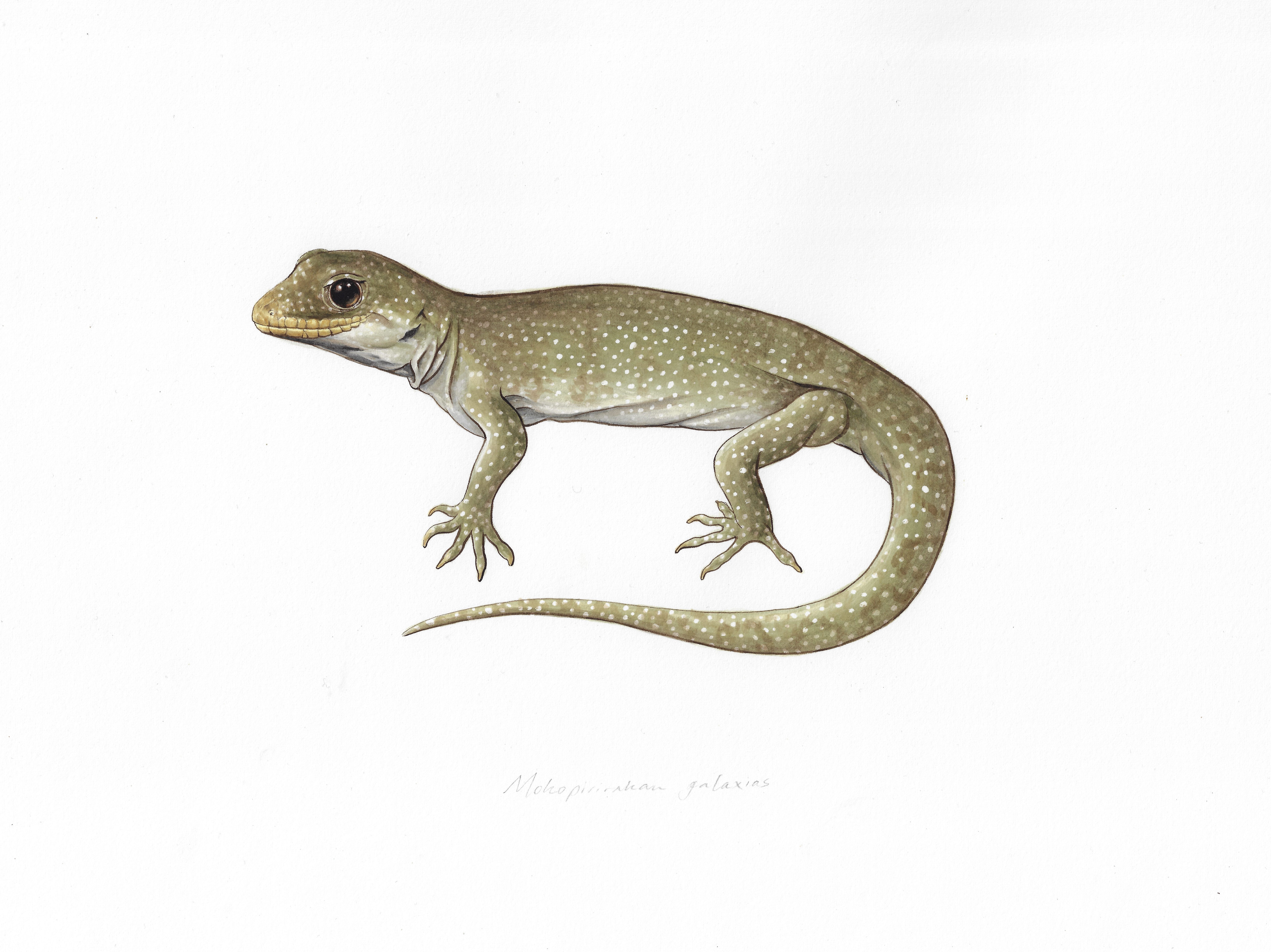 A painting of the hura te ao gecko