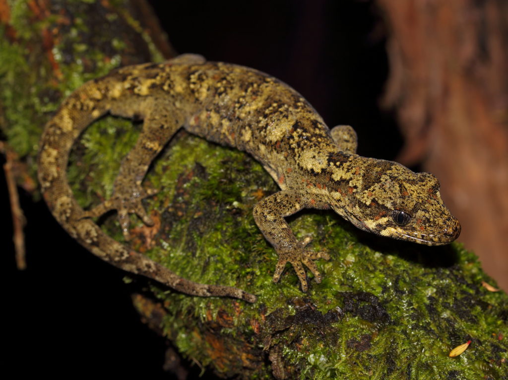 A gecko on a branch