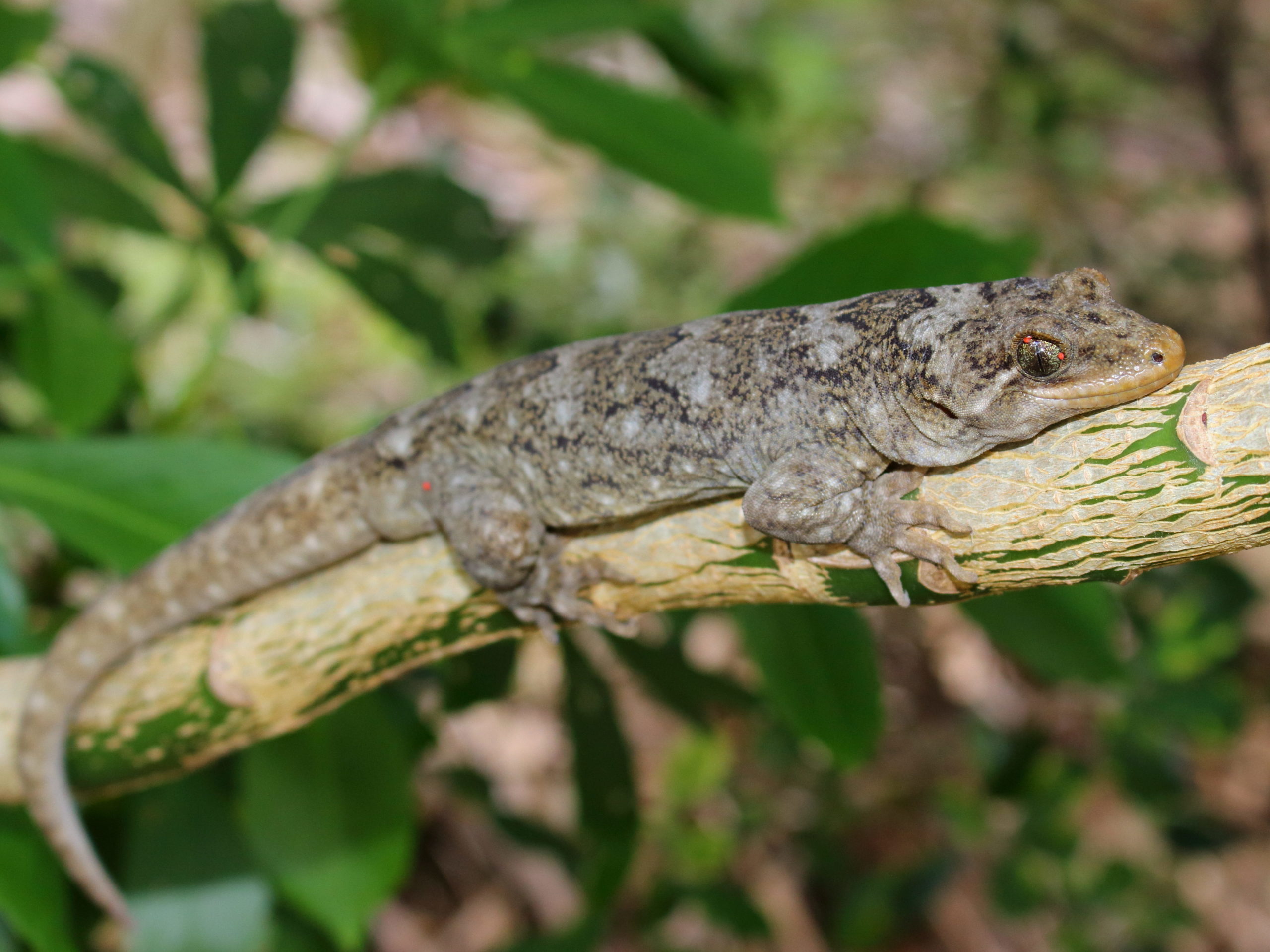 a large gecko on a branch