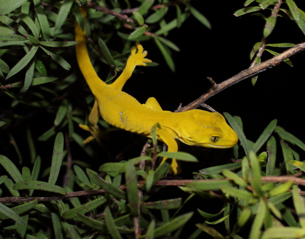 A bright yellow gecko on a branch