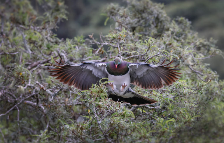 What factors are limiting kererū populations?