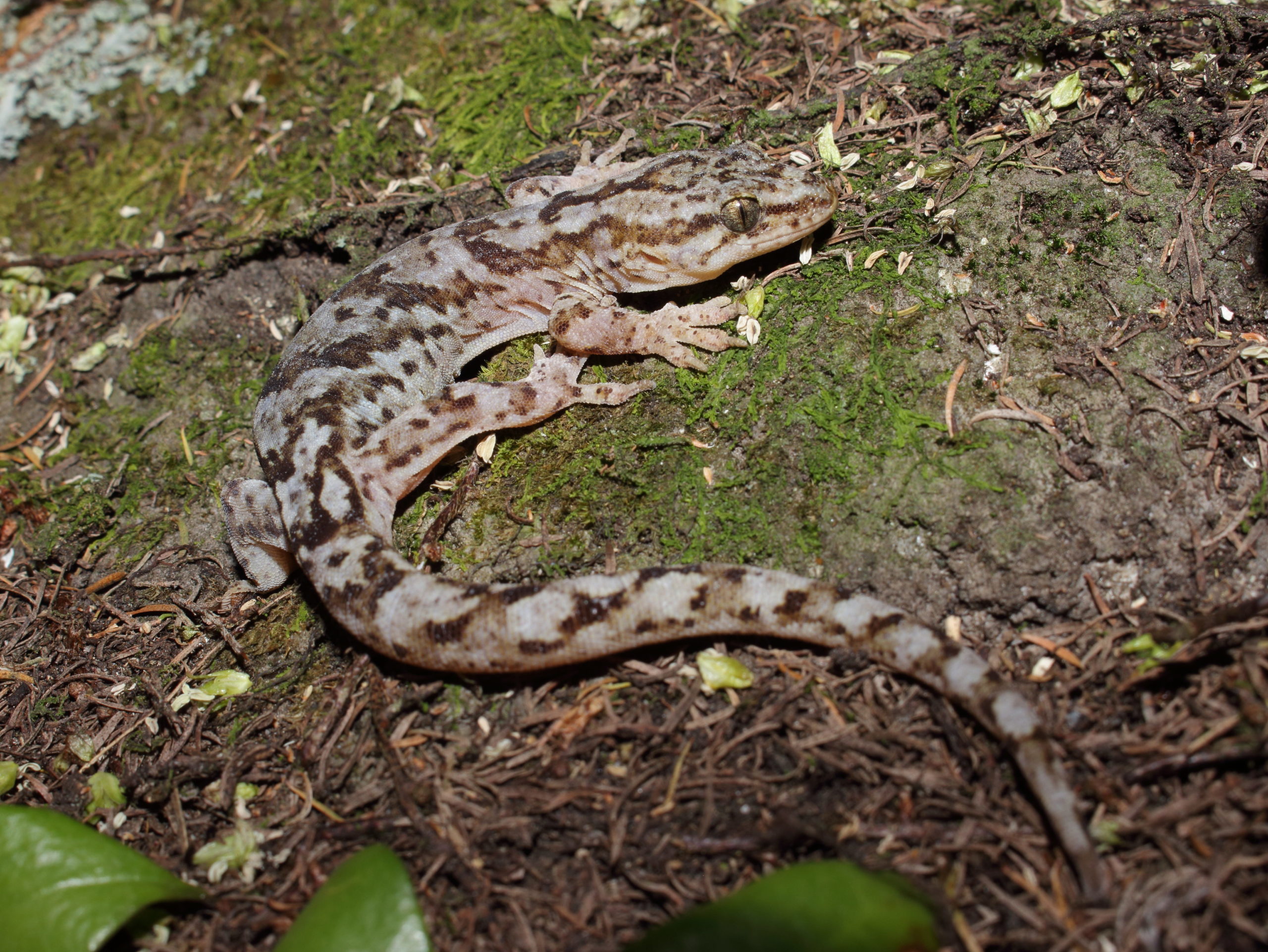 Raukawa gecko in a mossy rock.