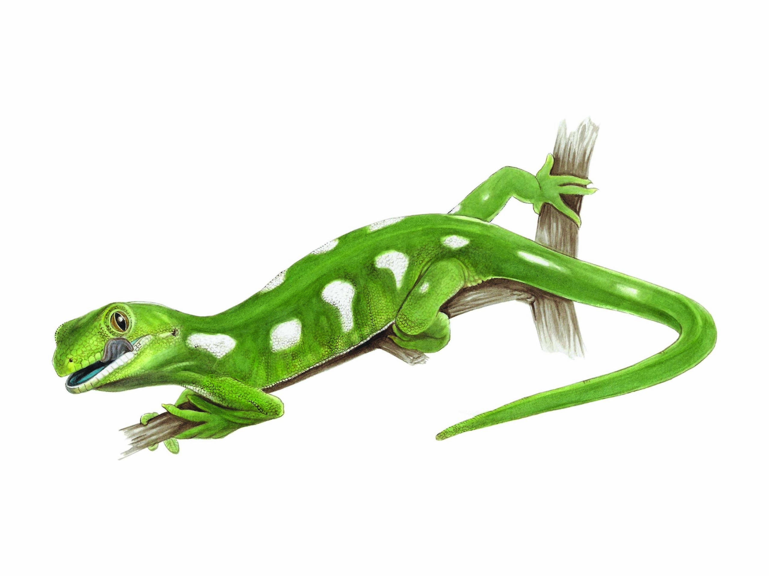 A painting of the elegant gecko