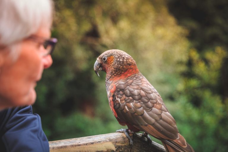 A kākā perched on a fence