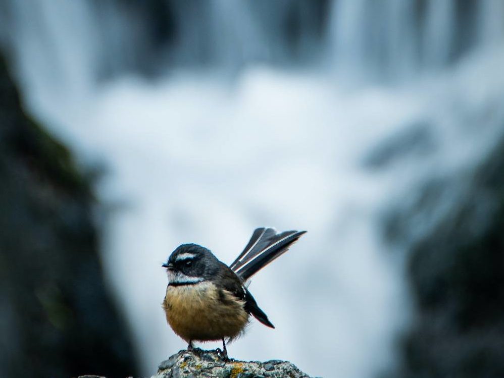 Fantail with a waterfall in the background.