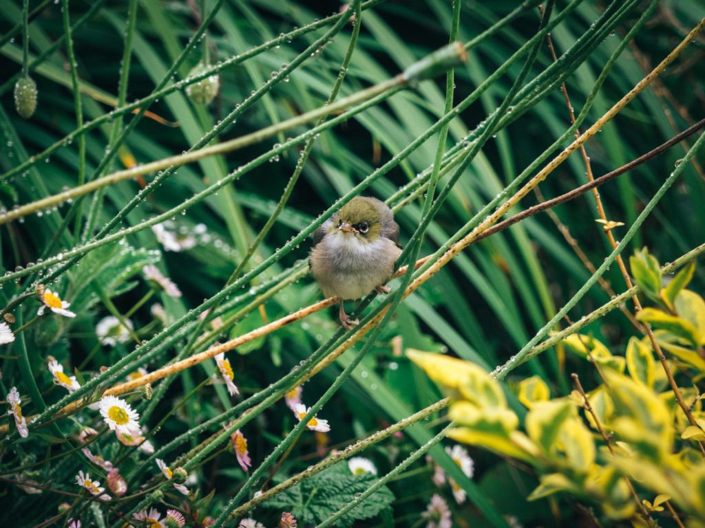A waxeye perched on a thing piece of grass.