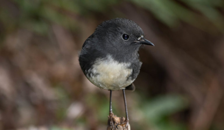 Robin on a small twig