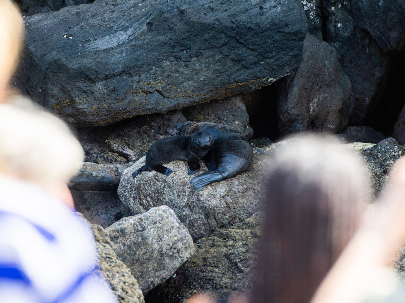 Fur seal on a rock
