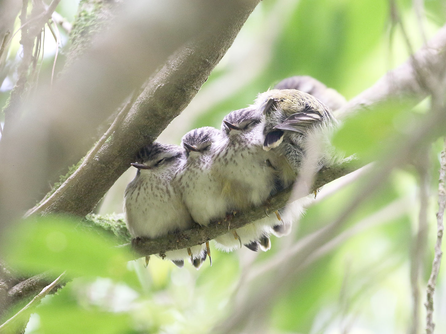 Five titipounamu chicks huddled together on a branch.