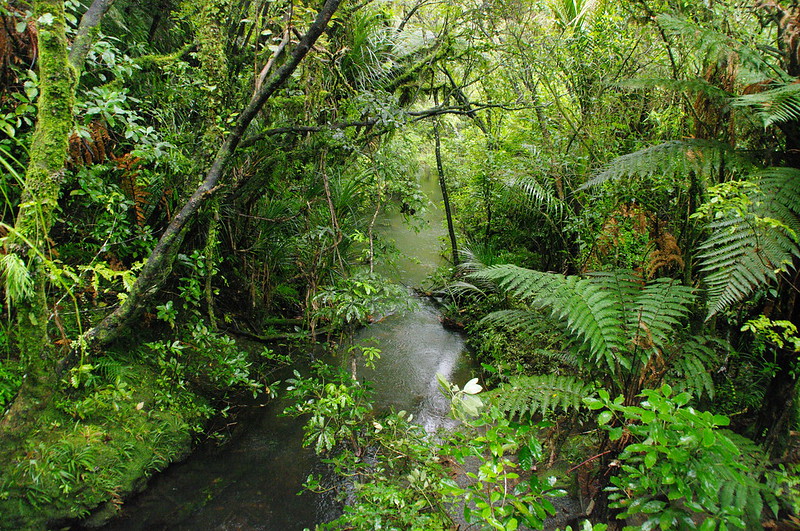 Understorey of NZ forest