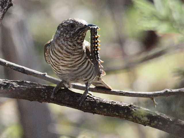 A shining cuckoo perched on a branch with a caterpillar in its beak.
