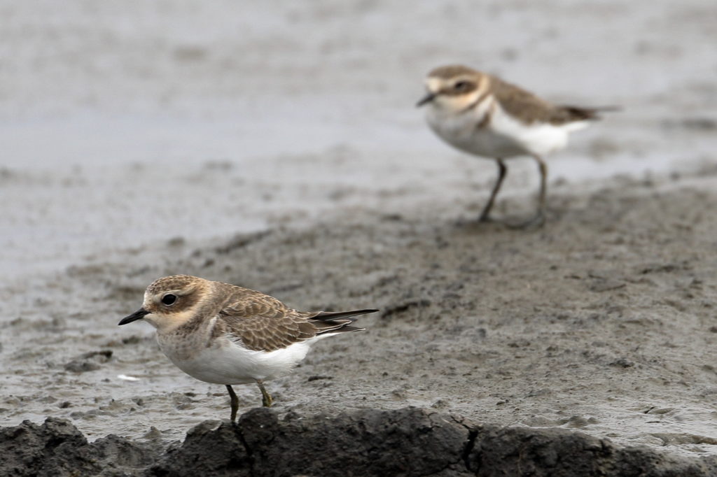 Two double-banded plovers stand on gravel