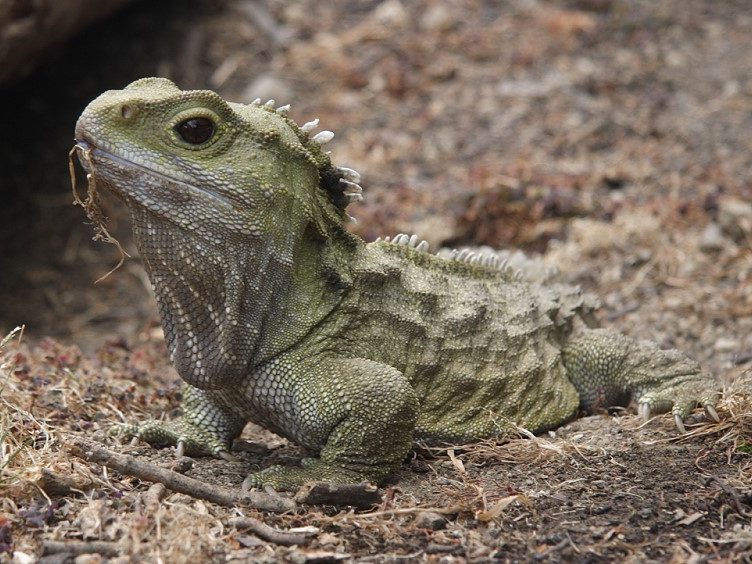 A tuatara with an insect in it's mouth on bare ground