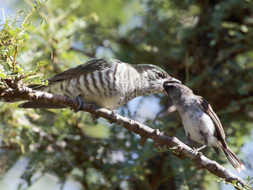 A shining cuckoo being fed by its grey warbler foster parent.