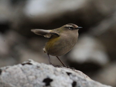 A rock wren on a rock with wings out