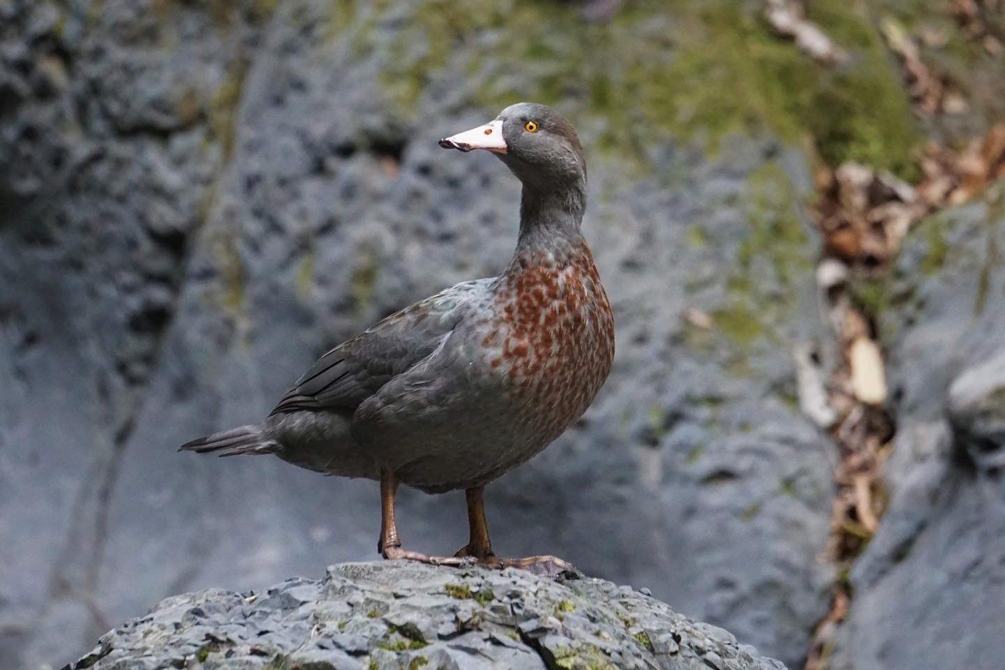 A whio on a rock