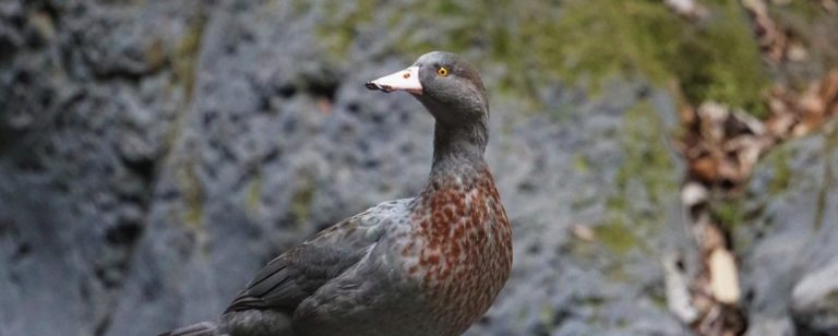 A whio on a rock