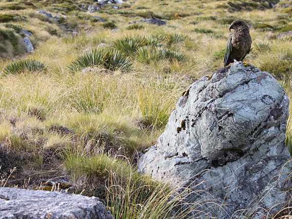Kea amongst the the alpine terrain.