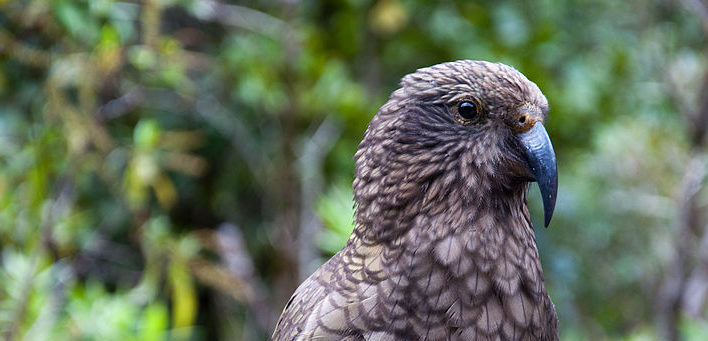 A kea close-up