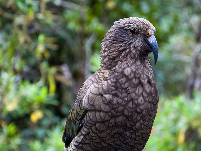 A kea close-up