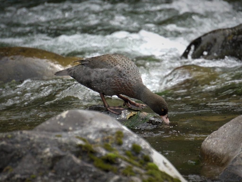 A whio drinking from a river