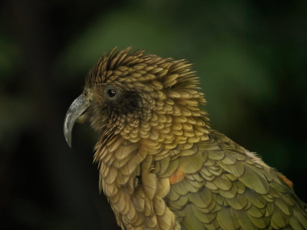 A side profile close up of a kea's face and beak.