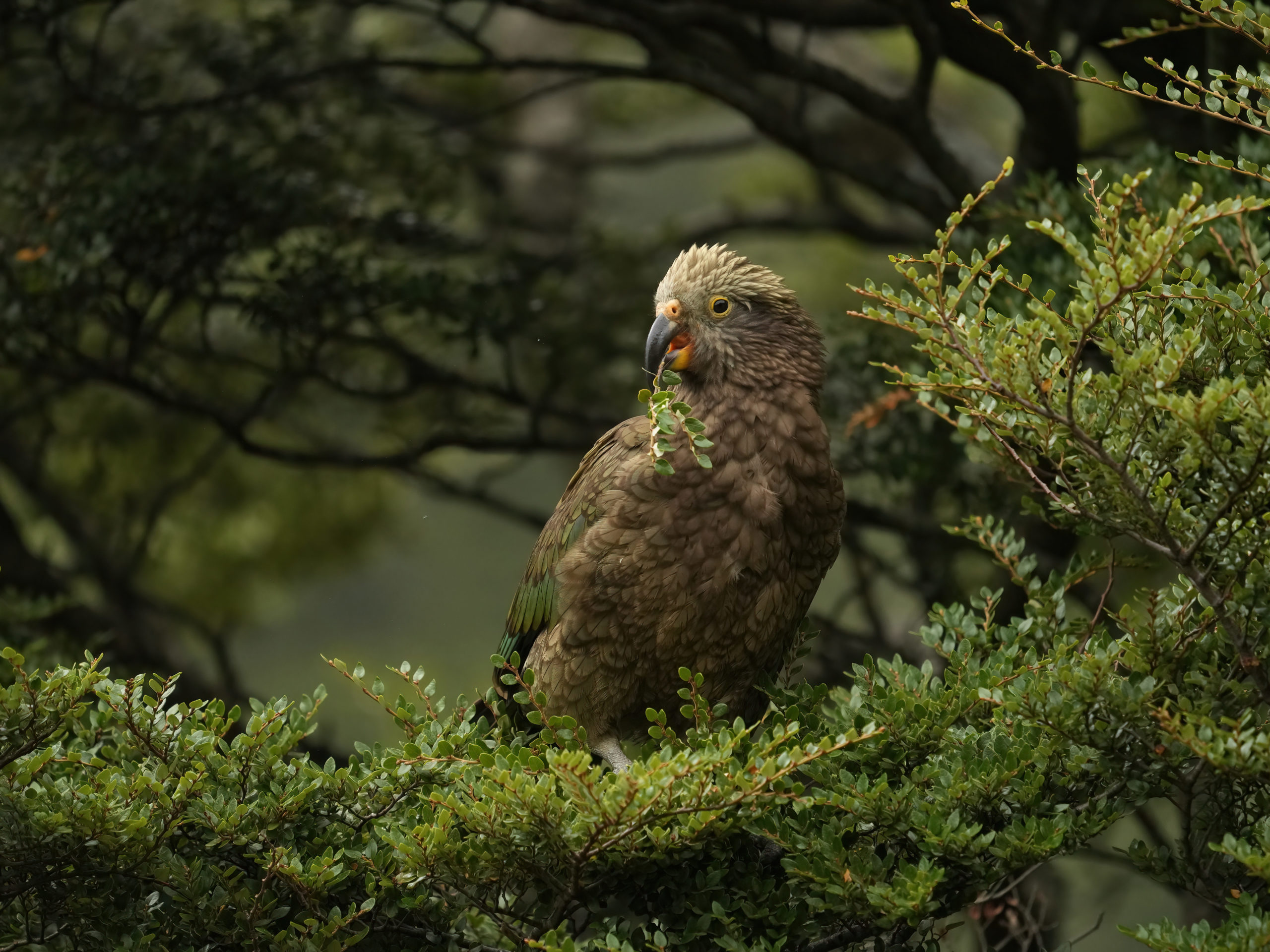 Kea perched in a tree eating a leaf.