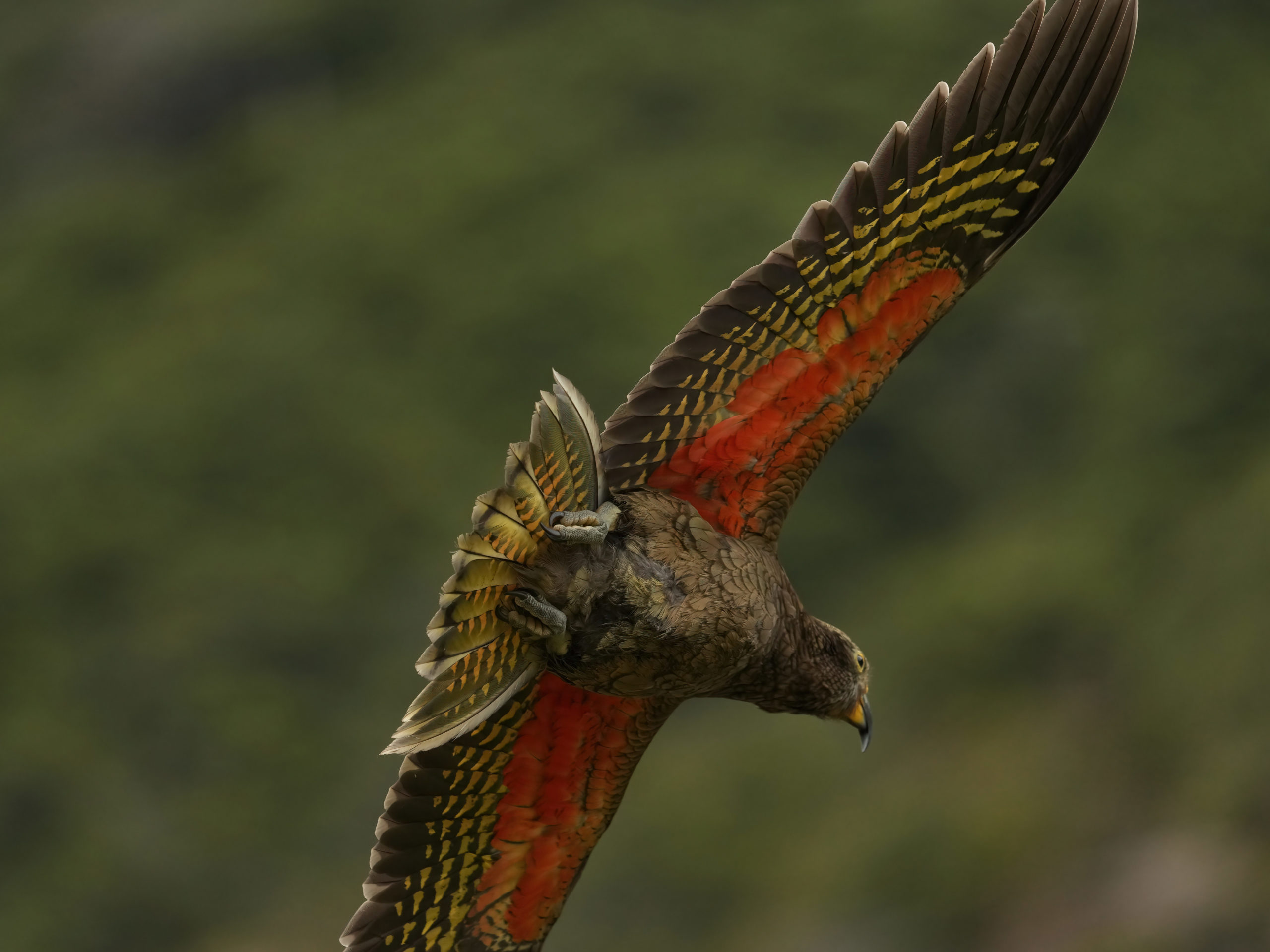 Kea in flight showing its bright red feathers under its wings.
