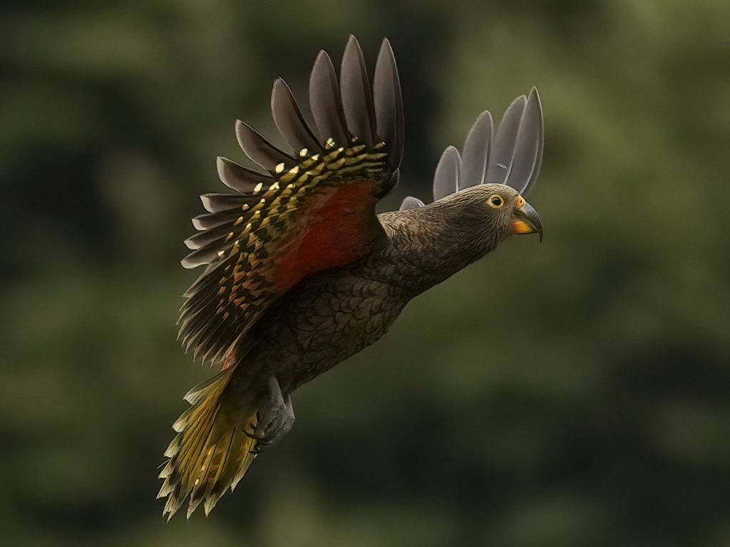 Kea in flight showing its bright red feathers under its wings.