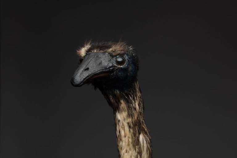 A moa speciman on black background