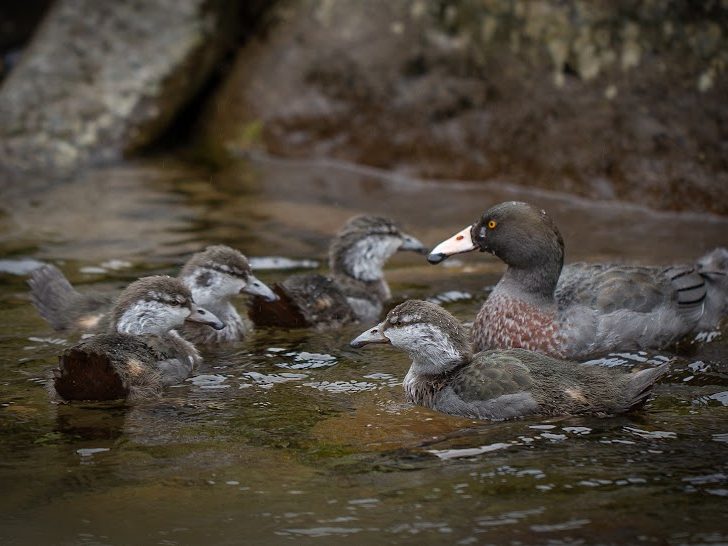 An adult whio with their chicks in a river.