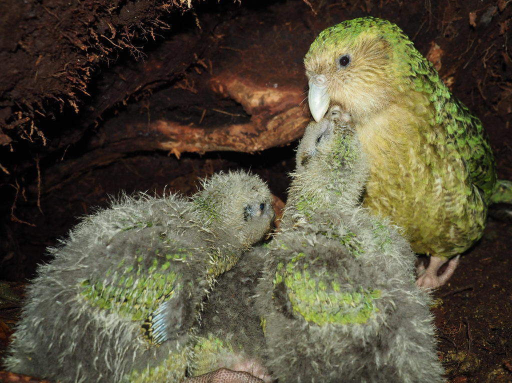 A kākāpō with two chicks, they are cuddling up to each other.