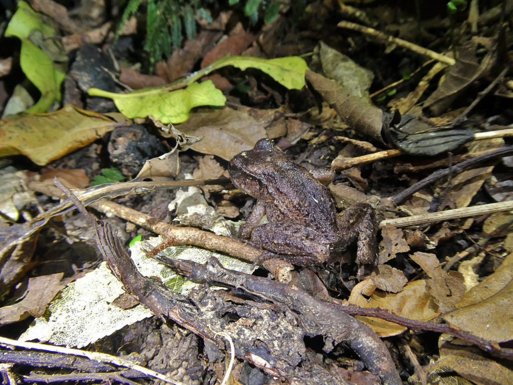 Maud Island Frog on leaf litter