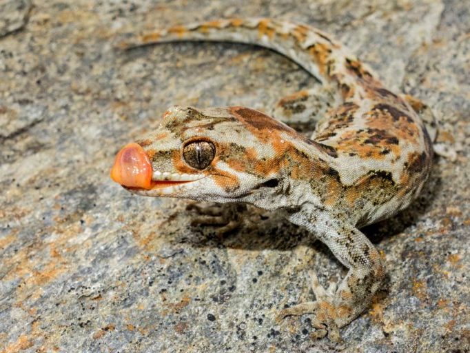 A close up of a Orange-spotted gecko.