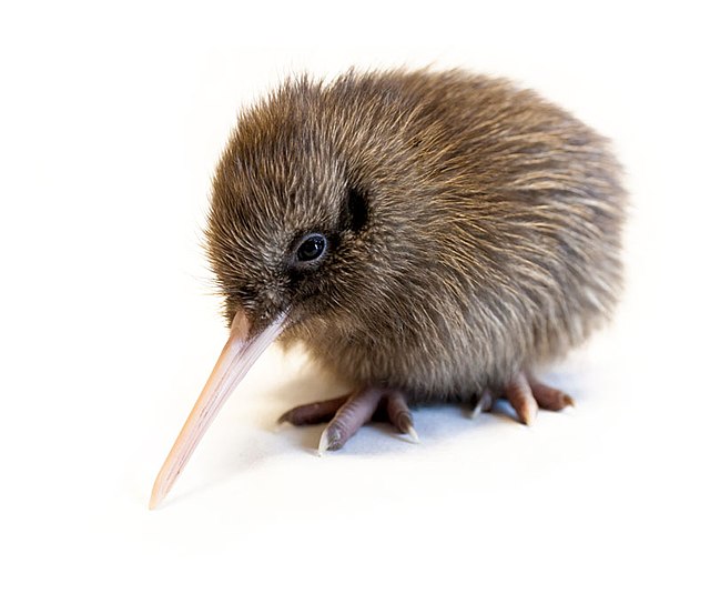 A kiwi chick.