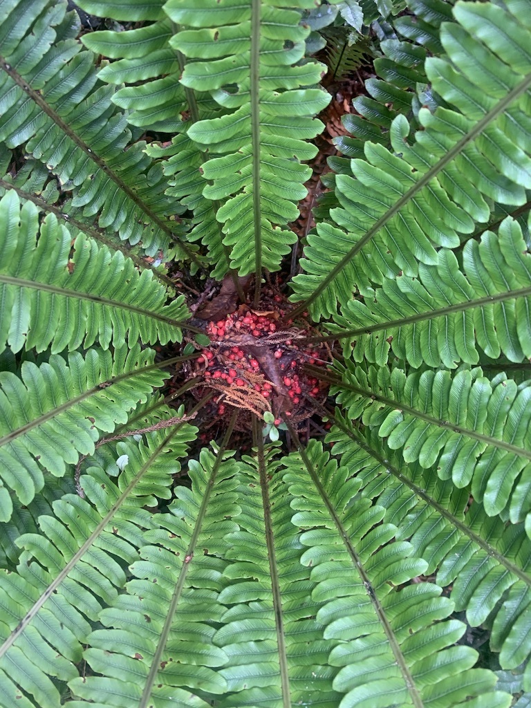 An overhead shot of a fern full of rimu fruit