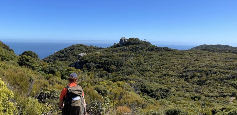 Codfish Island bush with blue sky.